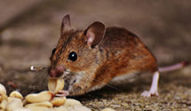 24 Hour & Emergency Exterminators in Harleysville, PA